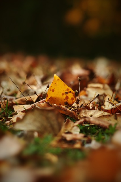 莫布里等核 莫布里等核